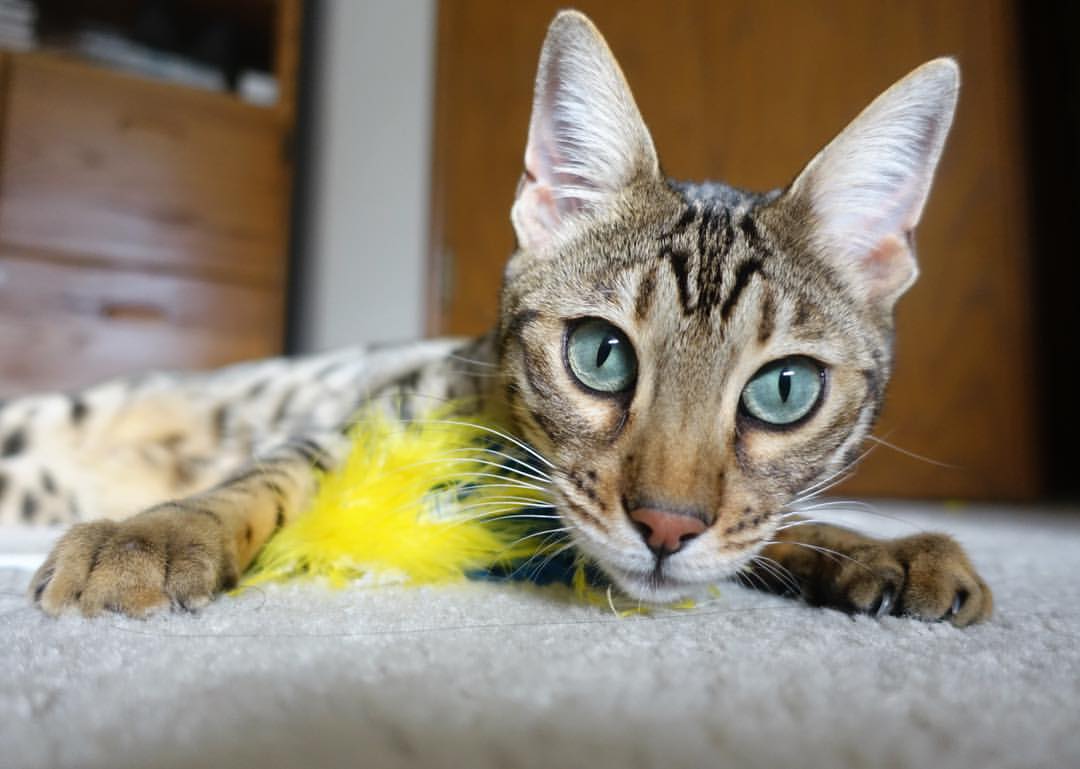 kaiyun.com-_超级运动酷跑：炫酷装备引领潮流_，超级酷跑!