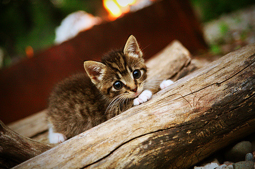 kaiyun体育综合-《王者荣耀德比战，强者会师决赛》，王者荣耀德彪是谁