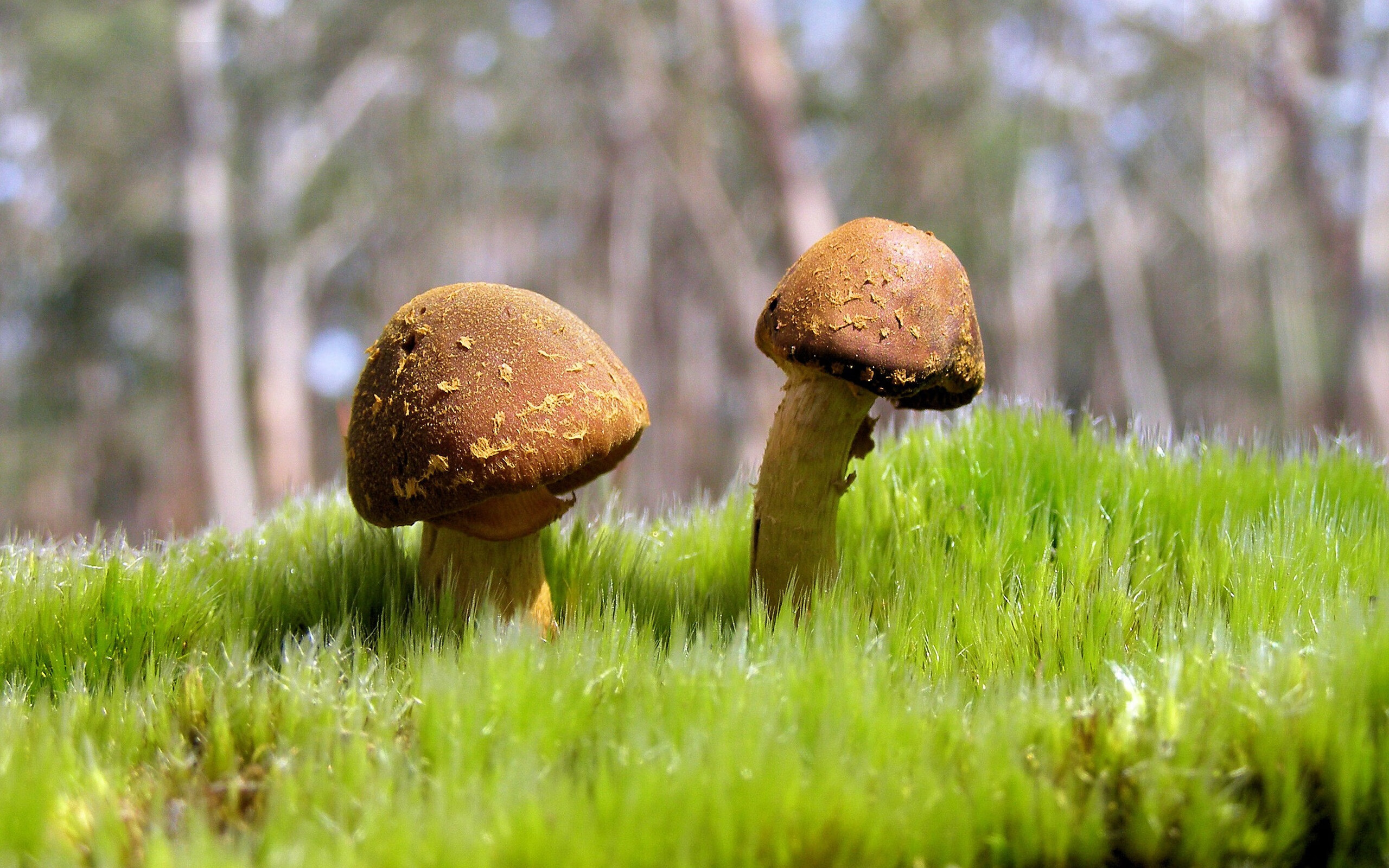 开云体育在线赛事直播-【罚分细则】裁判如何判定罚分？详尽规则揭秘，裁判判罚违例的手势是什么