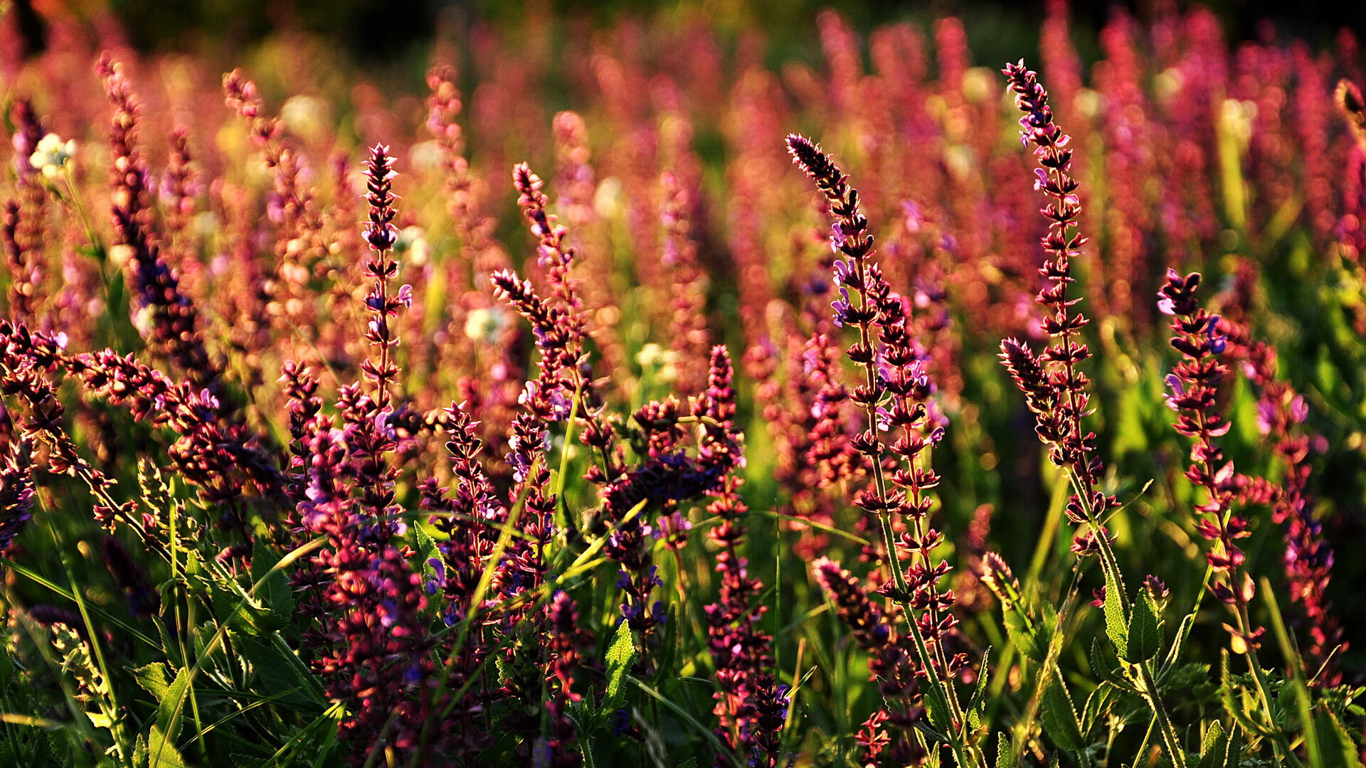 kaiyun网站-南安普顿主场不敌水晶宫，近况低迷，南安普顿vs水晶宫预测