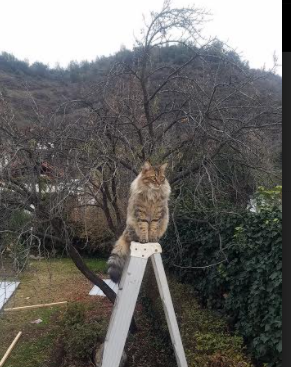 详细阅读:开云网页版-冲刺阶段划频提升率对比,如何提升冲刺频率 开云网页版-冲刺阶段划频提升率对比,如何提升冲刺频率