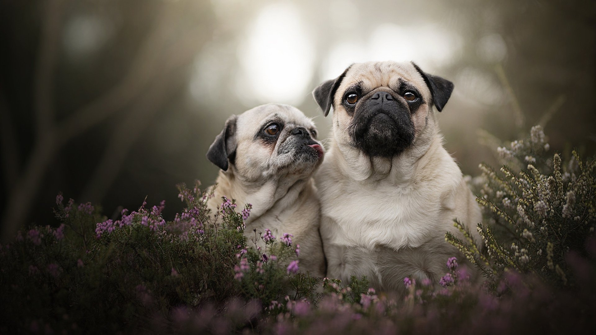 开云官网APP下载-高中联赛冠军队员获得专业俱乐部试训机会展现潜力，高中竞赛培训机构